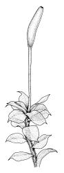 Tayloria purpurascens, habit with capsule. Drawn from A.J. Fife 6919, CHR 406855, and M.J.A. Simpson 1109, CHR 106044.
 Image: R.C. Wagstaff © Landcare Research 2015 